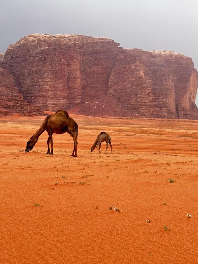 Wadi Rum Oryx Hostel & Tours ภายนอก รูปภาพ
